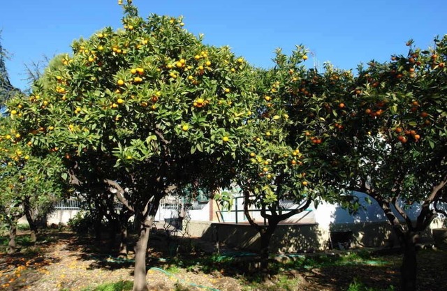 Single townhouse in the idyllic artist town of Cervo, close to the sea, fenced garden