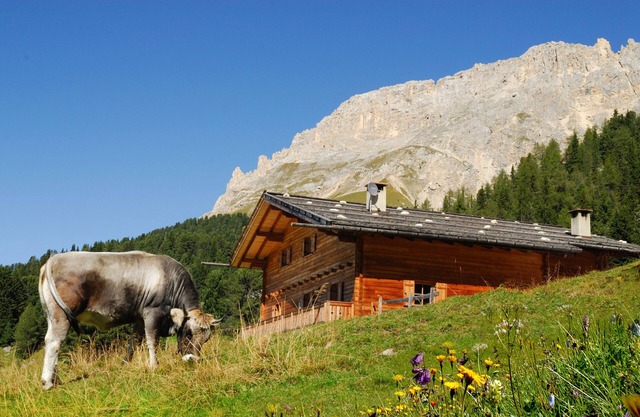 Ski-In Vacation Home “Thaleralm” on the Alp with Mountain View, Terrace & Garden