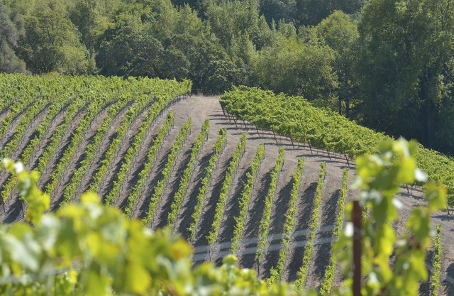 Sonoma Mountain vineyard houe n30 minutes from Napa
