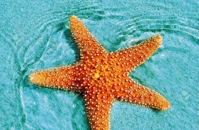 Star of the South - Favara AG