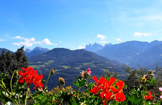 Stieberhof Feldthurns - Holiday apartment with mountain view - Alpaca hike