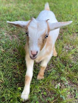 Stinnett Family Farm