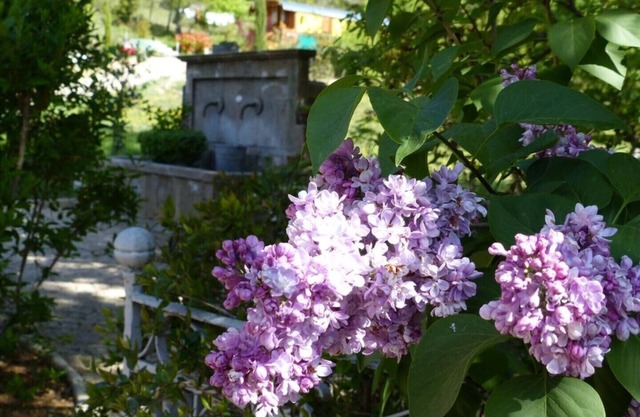 Suite of Lavender and Honey