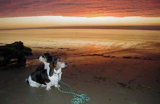 Super close to Heceta Beach, Dog And kid Friendly, Fenced Yard 'Smugglers Cove'