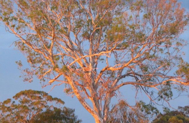 Tambo Trails through the Ringbark