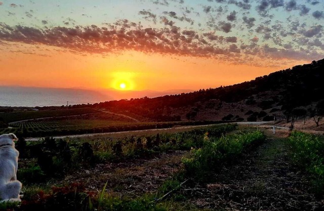 Tenuta Asinara Vintage