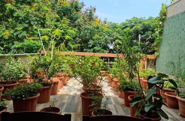 Terrace Garden