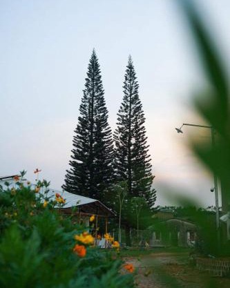 Thông Vi Vu Glamping