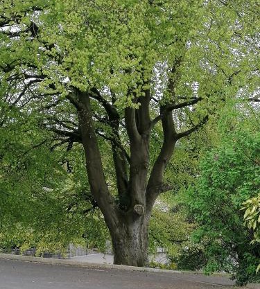 The Beeches