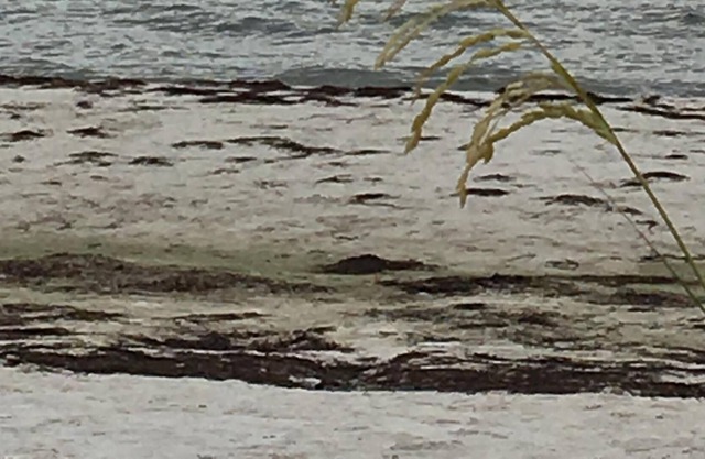 The "Forgotten Coast"