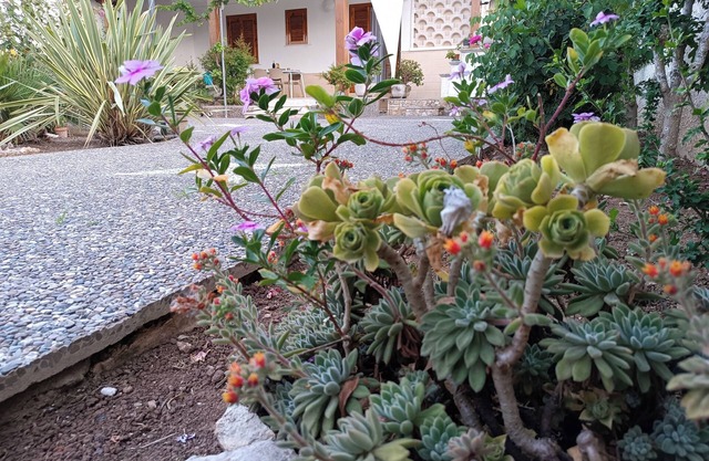 The garden of Sofia Charm and Comfort Apartment