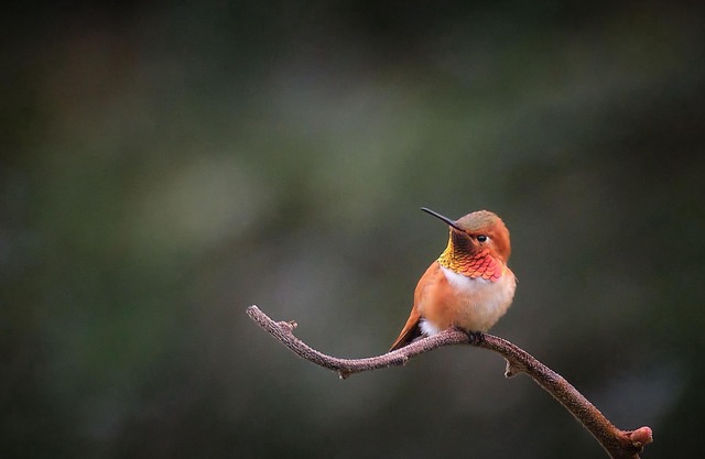 The Hummingbird Backpackers B&B (Bed 1)