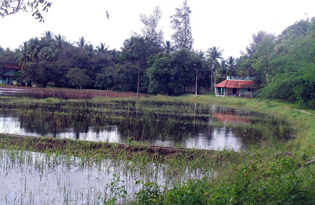 The Lake-Shore Apartment