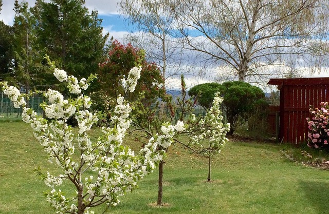 The Orchard Studio - charming, private and compact.