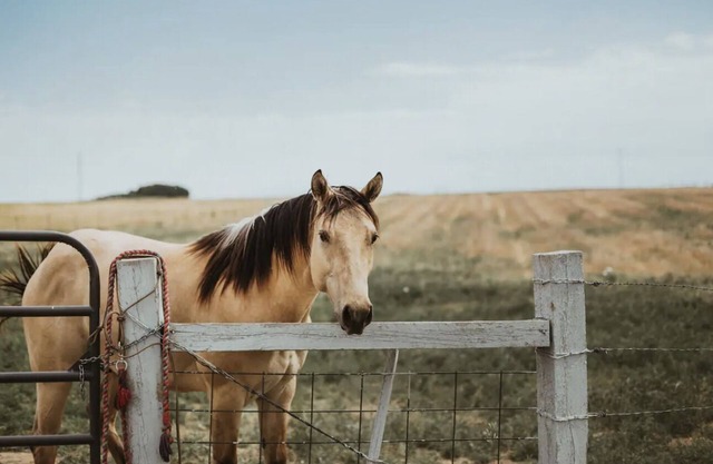 The Red Farm House on Colorado Horse Ranch. Country living close to Denver!