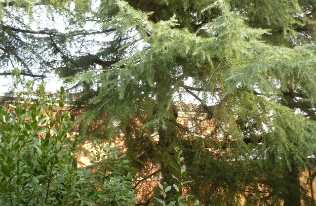 The Room on the Cedars near Airport + City Center