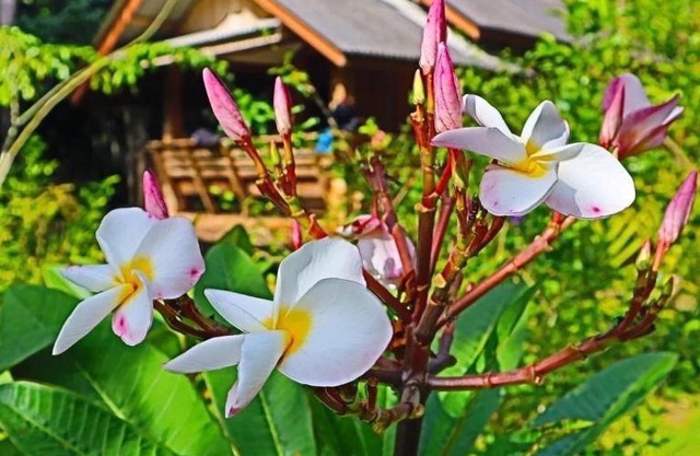Toh Tao Homestay Camping