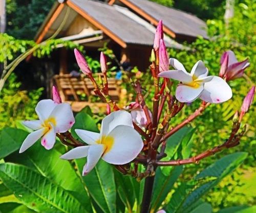 Toh Tao Homestay