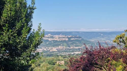 Tra gli ulivi e il panorama