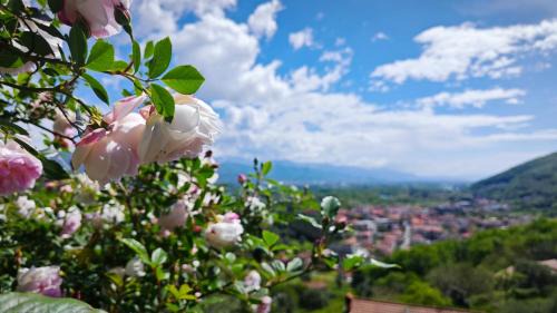 Trebiano a casa dei nonni