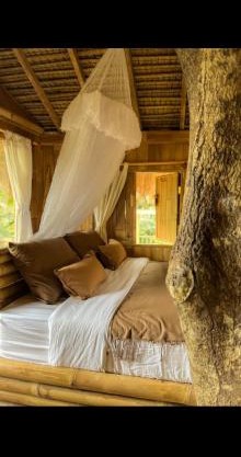 Tree bamboo house