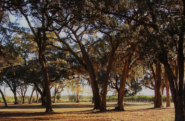 Tupelo Trace