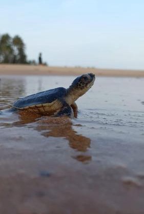 Turtle Watch Cabana