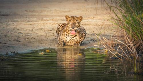 V Cabanas Yala Safari Place