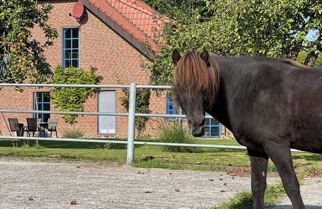 Vacation apartment Vidja - Holidays on the Icelandic horse farm for up to 4 people
