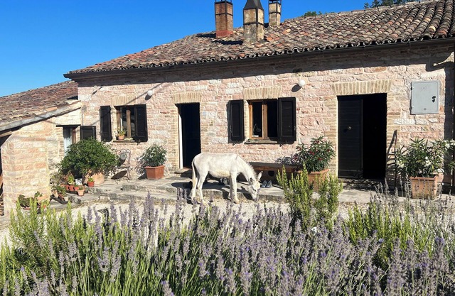 Vacation apartment in the middle of paradise, on Monte Paganuccio/Marche. Nature and tranquillity.