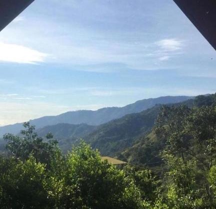 Verde Selva