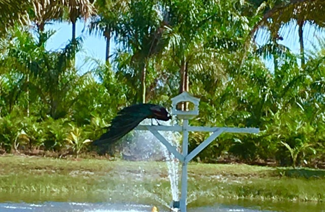 Very private, 3 decks, a pond with many birds. Island living, access to mainland