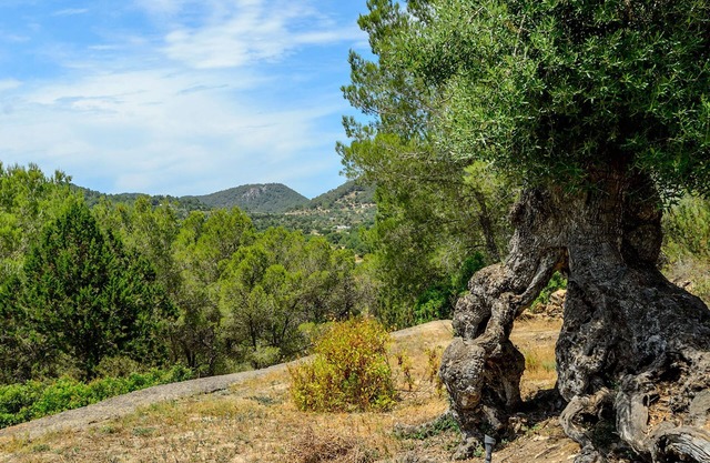 Villa Can Rafalet in Ibiza
