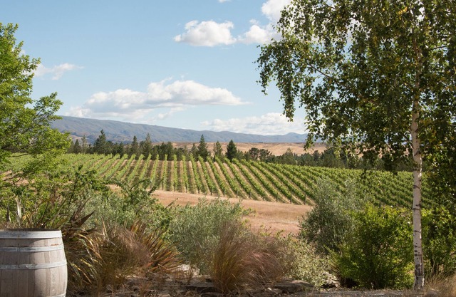 Vineyard Suite: wine-wine relaxation