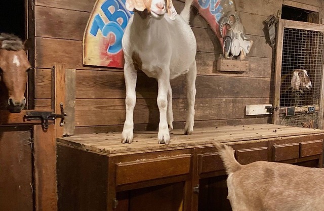 Vintage Camping with the Goats