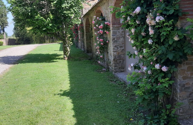 Vitiano: Tenuta di Vitiano