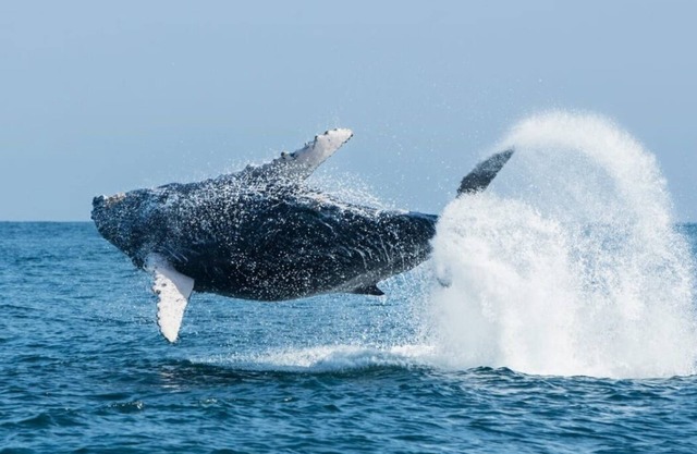 Vive Sol y Sol ! Los Organos - Mar de las Ballenas