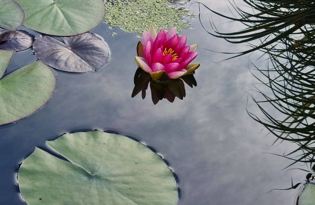 Water lily Apartment