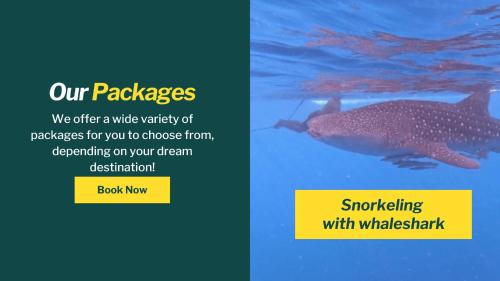 Whale shark Sumbawa Tour