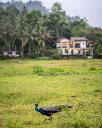 Wildlife Kingdom - Deniyaya Sinharaja