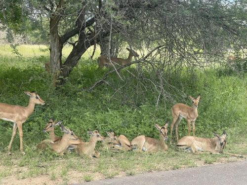 Wildlife Oasis