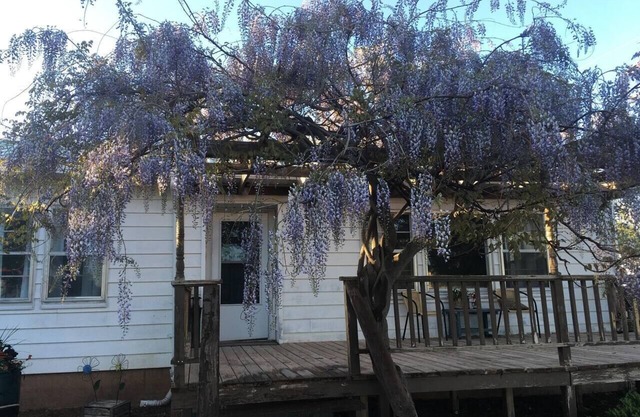Wisteria Vine Cottage