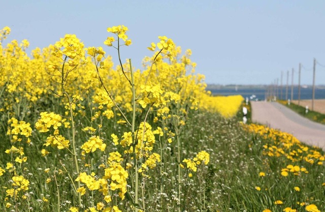 Wohnung in Dargun, Mecklenburg mit Schwimmbad