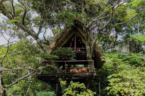 Yambaru Wild Treehouse Kidzy
