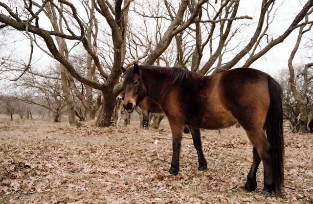 Zoomers aan het Bos