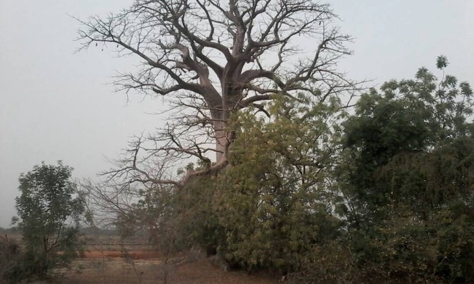 Niani House | Camping Sitaba Lodge is an newly open Lodge which is right by the river Gambia.