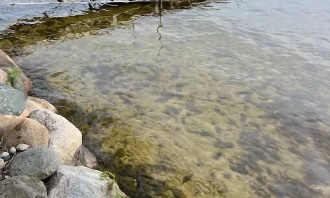Haslett Cottage | Cozy cottage on the lake!