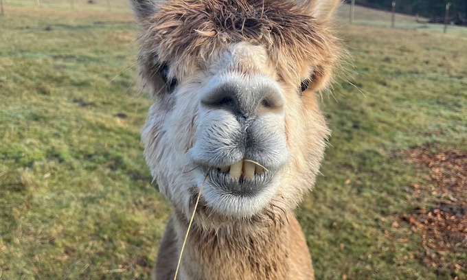 Washougal Cabin | Little Creek Cottage-Alpaca Farm located in the beautiful Columbia River Gorge
