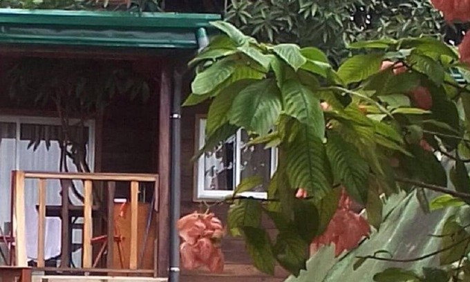 Kribi Cabin | Noah's hut in a century-old mango tree
