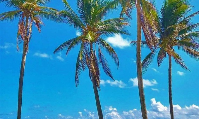 Key Biscayne Apartment | Steps from the Beach One Bedroom with Pool -